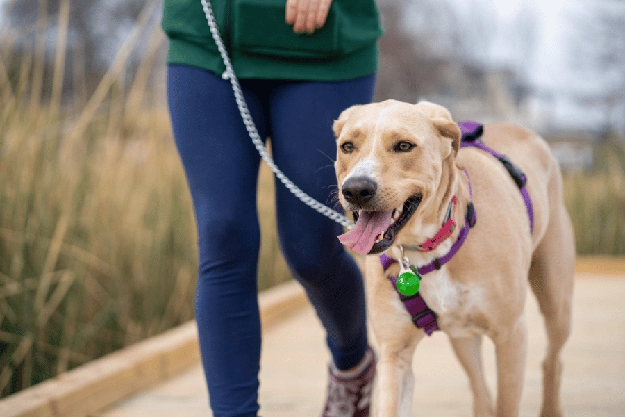 happy dog and owner walking on a trail 